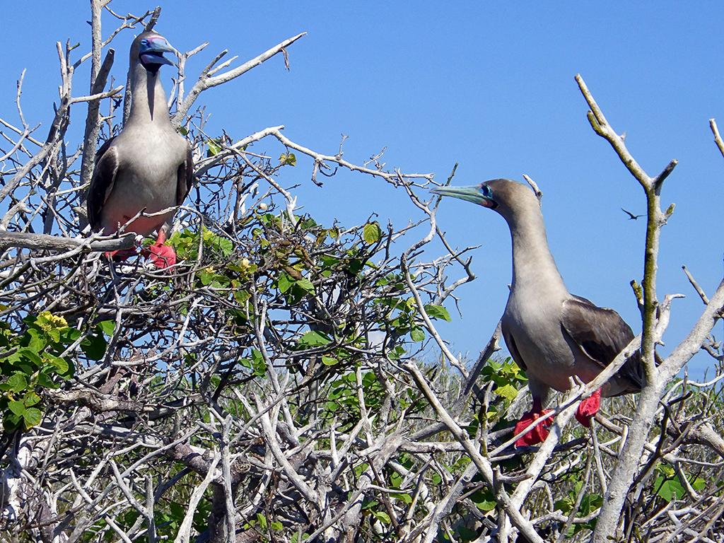 Two birds with bright red feet and blue beaks in the branches of a tree at Galapagos National Park