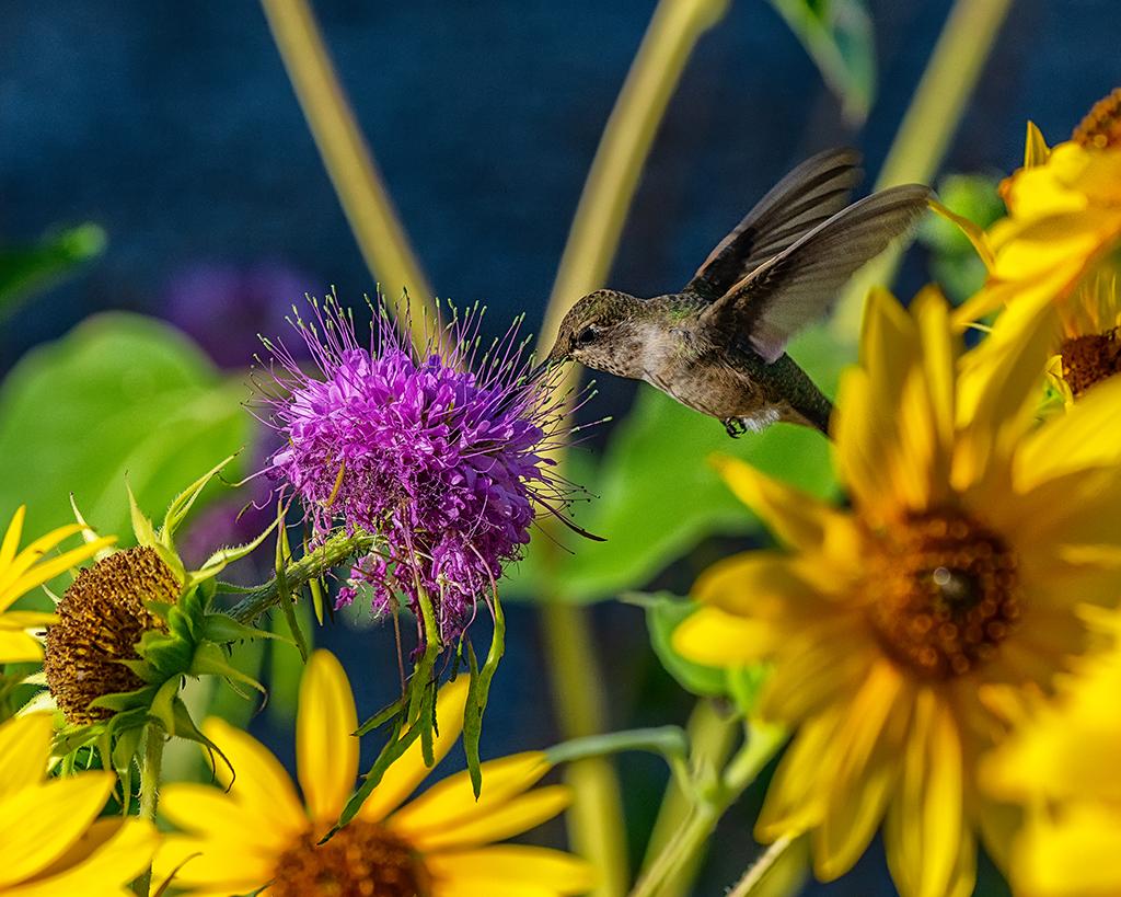 A little hummingbird hovering as it sips nectar from the purple beeweed surrounded by bright yellow flowers at Great Basin National Park.