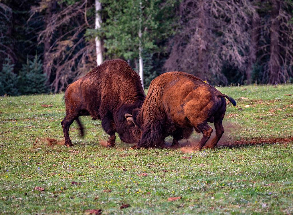 Two bison bulls sparring with each other at the North Rim in Grand Canyon National Park, Arizona