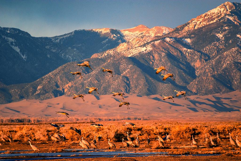 A flock of Sandhill Cranes flying toward the water with sand dunes and mountains in the background in Great Sand Dunes National Park, in Colorado