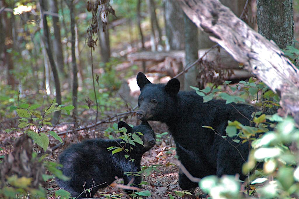 Black bear with cub/NPS