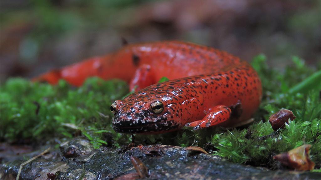 A close-up shot of a black-chinned red salamander in Great Smoky Mountains National Park