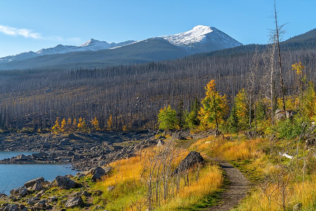 Golden trees and grass lining either side of a trail around Medicine Lake with a swath of bare trees and tall mountains in the background, Jasper National Park