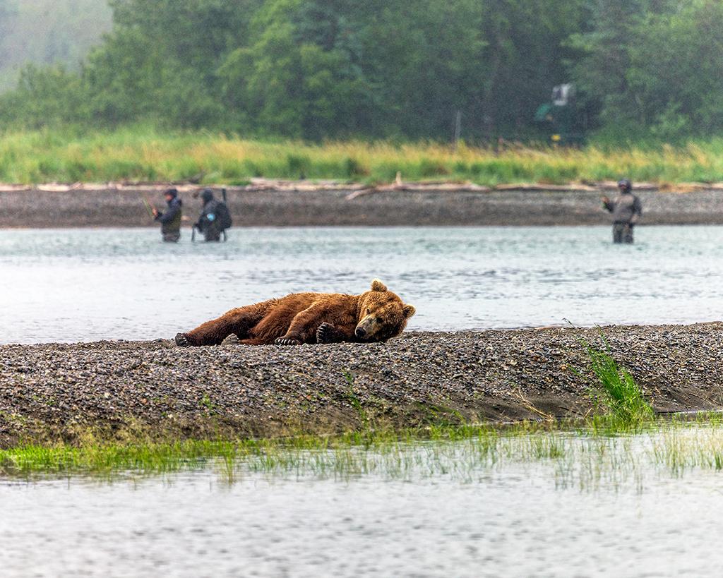 An Alaskan brown bear lazing alongside the Brooks River with fishermen in the background, Katmai National Park & Preserve, Alaska