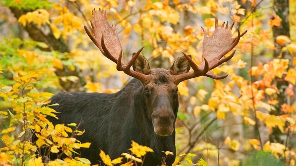 Moose in Katahdin Woods and Waters National Monument/Mark Picard