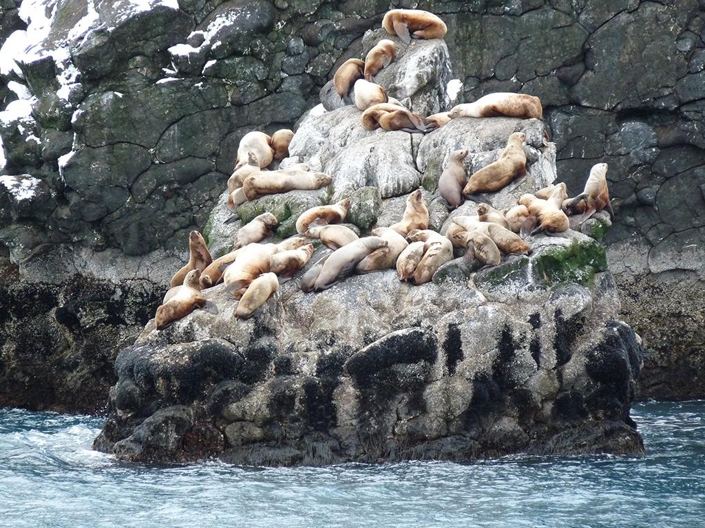 A small rock island crowded with sea lions both awake and sleeping in Kenai Fjords National Park in Alaska