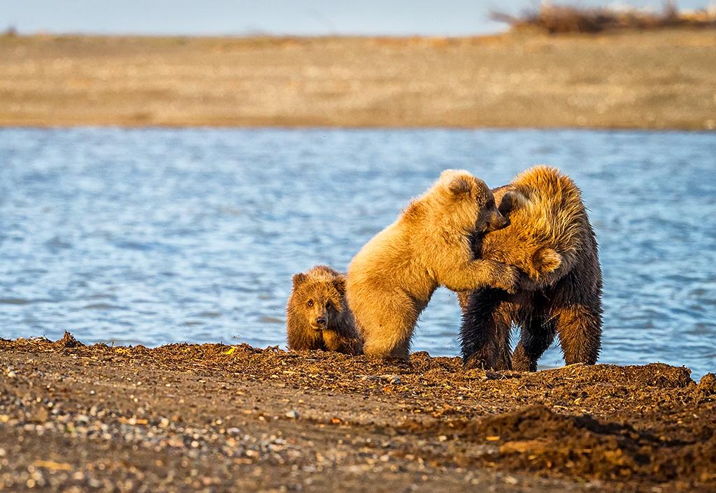 A coastal brown bear cub hugging its mother's face while its sibling looks in the direction of the camera at Lake Clark National Park and Preserve