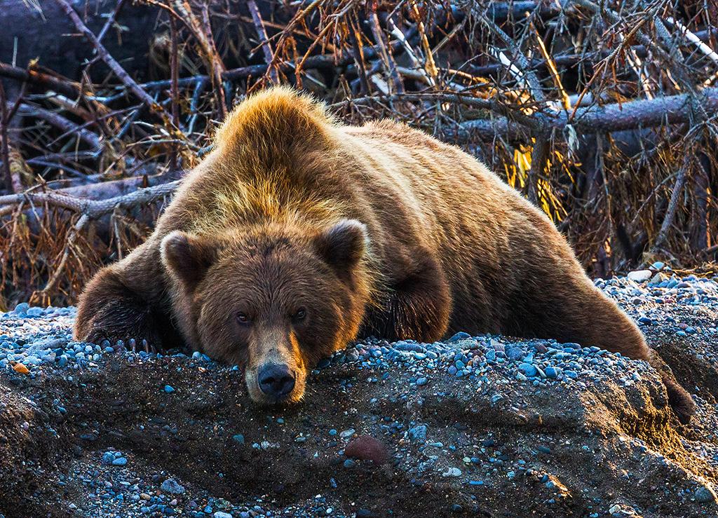 Brown bear sow, Lake Clark National Park & Preserve, Alaska