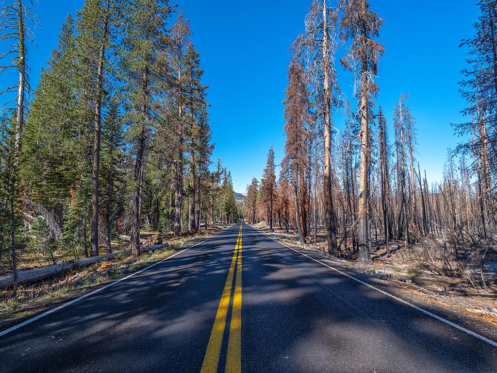 A leading line of park road disappearing into the distance, bordered by green trees and vegetation on one side, and the charred remains of trees on the other side from the Dixie Fire