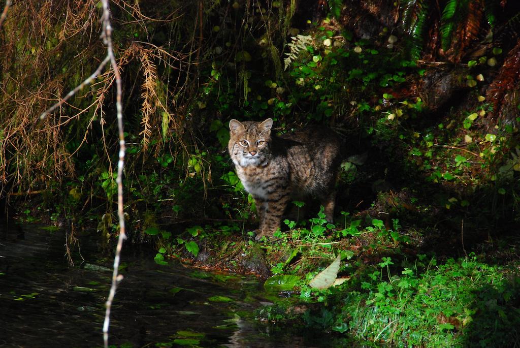 Bobcat in the Hoh Rainforest of Olympic National Park/NPS