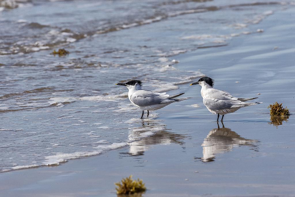 Two sandwich tern birds reflected on the wet beach at Padre Island National Seashore