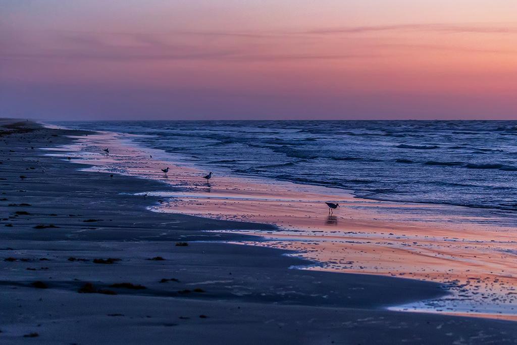 A light pink and yellow sky signals dawn over the blue water of the Gulf olf Mexico, with shore birds dotting the beach in Padre Island National Seashore in Texas