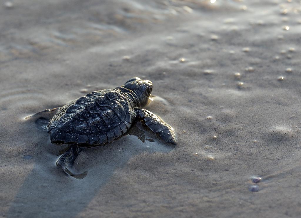 A nacho-sized Kemp's ridley sea turtle hatchling making its way from the beach out into the Gulf of Mexico at Padre Island National Seashore, Texas