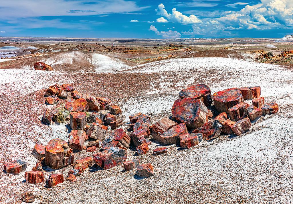 Brightly-colored petrified log sections seen along the Crystal Forest Trail in Petrified Forest National Park