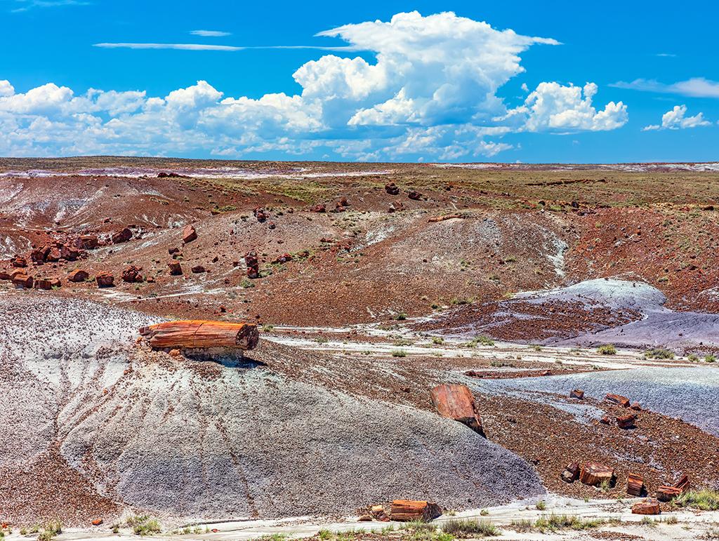a red petrified log and other petrified wood strewn along the Crystal Forest Trail in Petrified Forest National Park