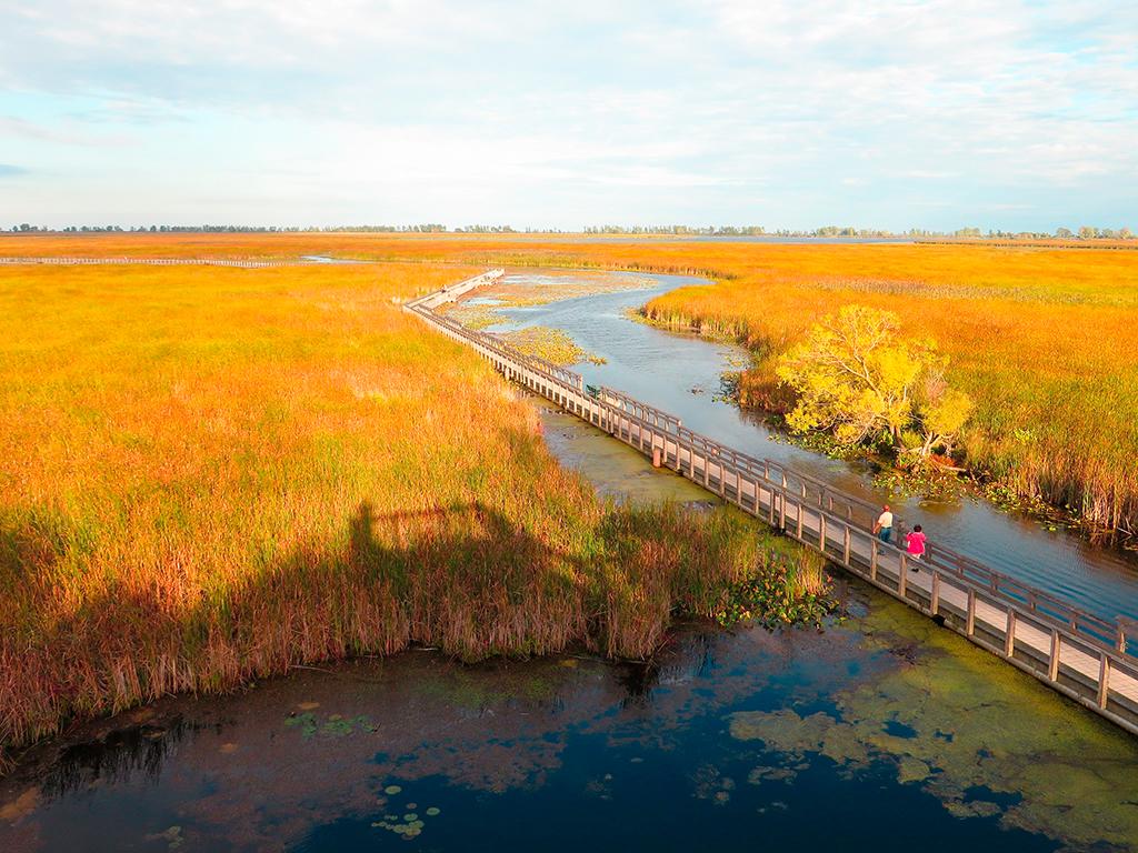 A couple walking along a boardwalk over a golden marsh and swampy water in Point Pelee National Park