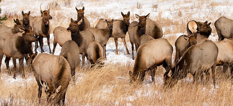 A herd of elk standing in the snow and grazing on the tall golden grass in Rocky Mountain National Park, Colorado