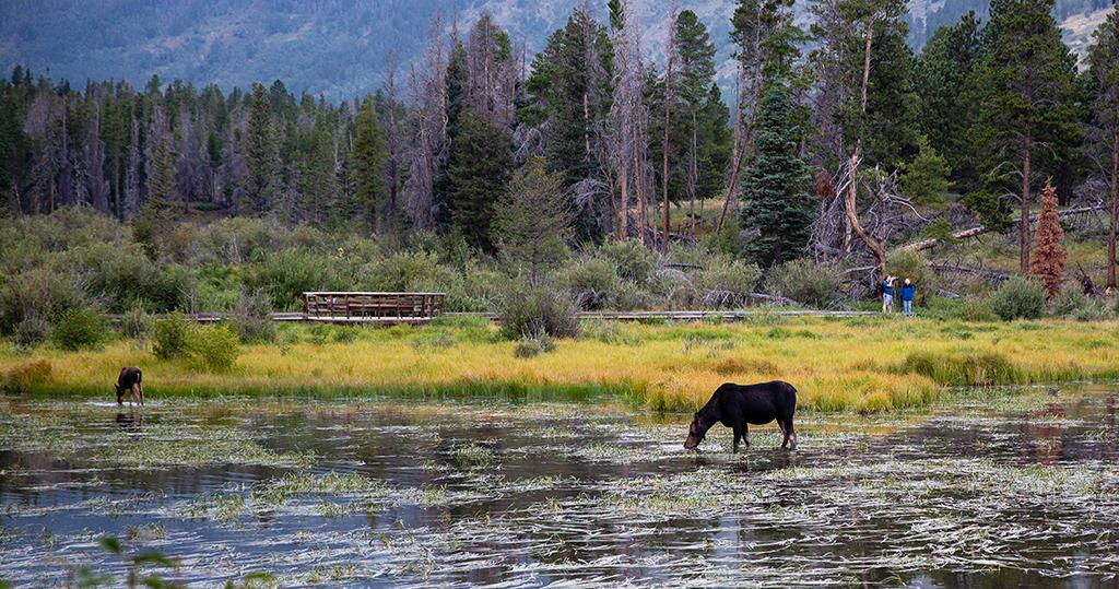 Two people in the background watching a moose and her calf graze in Sprague Lake, Rocky Mountain National Park, Colorado