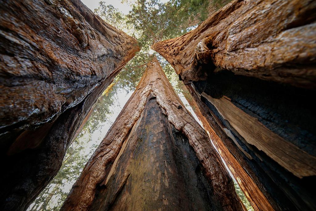 Three sequoias shoot straight up into the sequoia and filling the frame at Sequoia and Kings Canyon National Parks