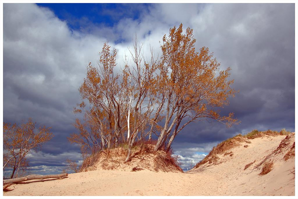 Autum-hued leaves on trees atop sand dunes, all beneath a blue sky with fluffy clouds, Sleeping Bear Dunes National Lakeshore