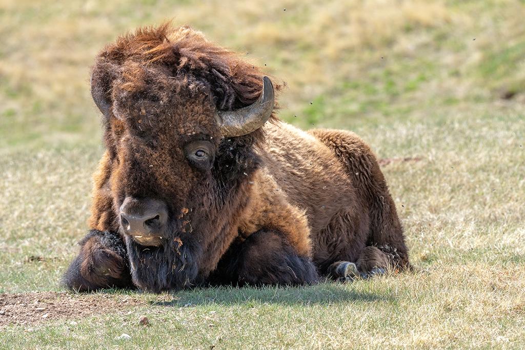 A male bison resting in the yellow-green grass with small flies buzzing around its head at Wind Cave National Park