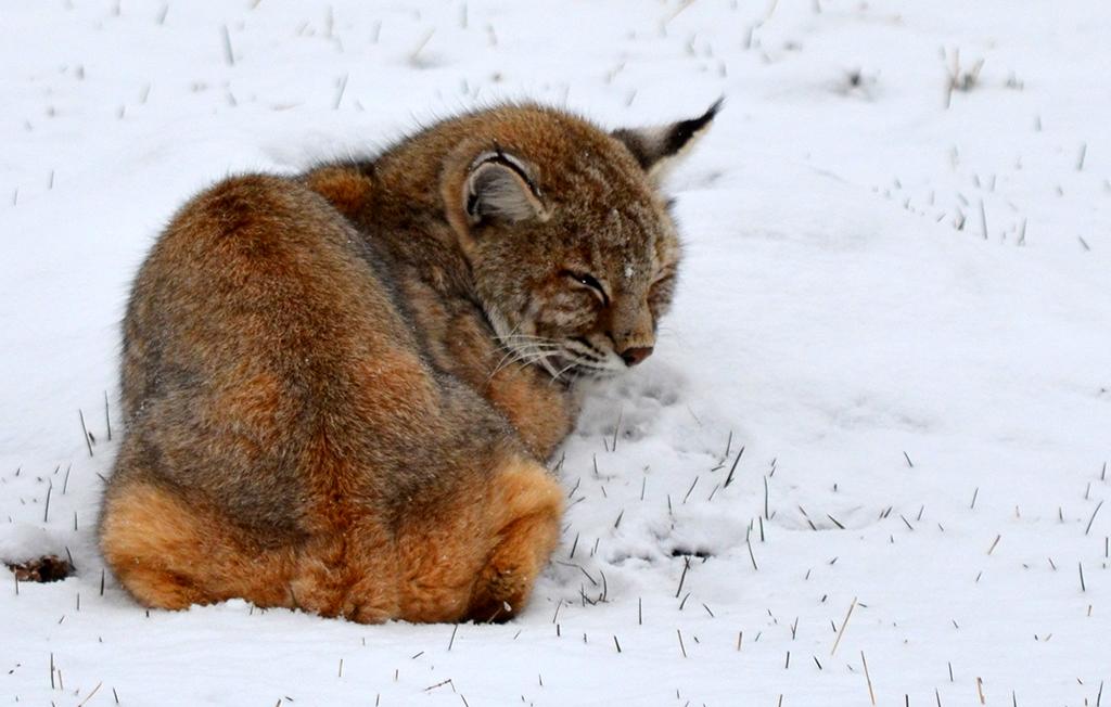 A bobcat curls up over a thin blanket of snow on the ground at Wind Cave National Park