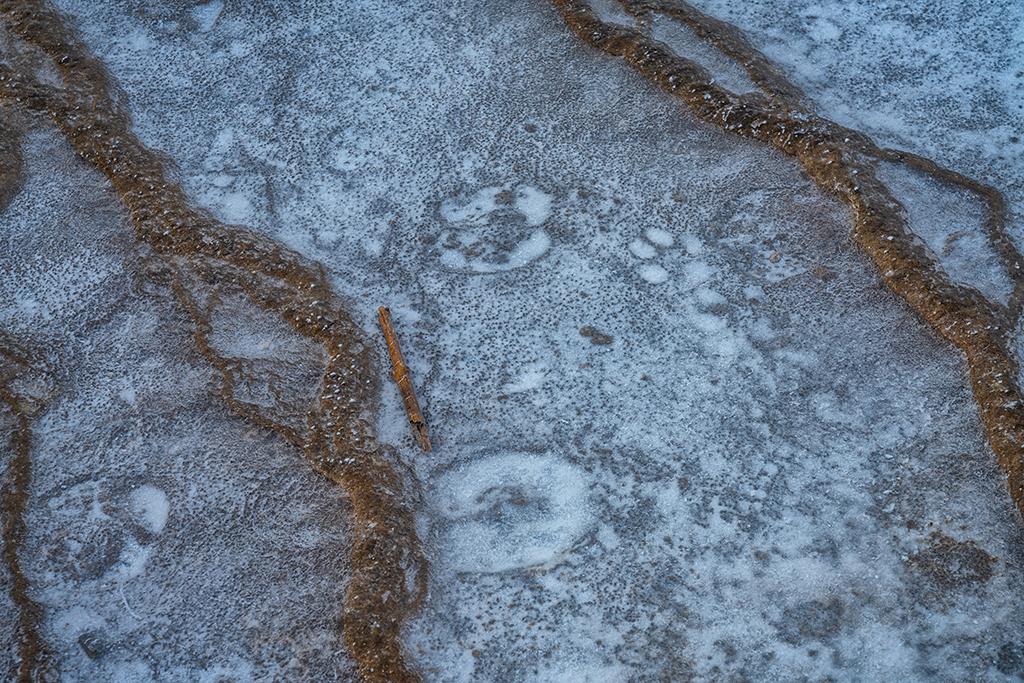 white paw and hoof prints on the shallow terraces of Grand Prismatic Spring in Yellowstone National Park
