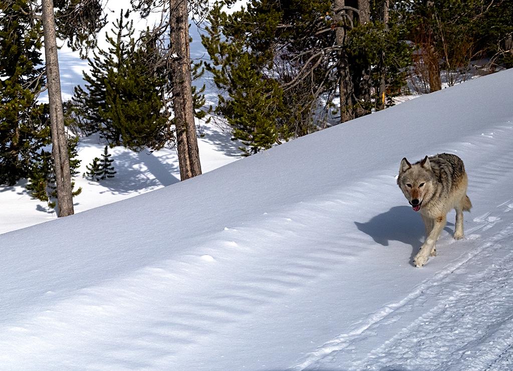 A lone wolf padding on the snowy road in Yellowstone National Park