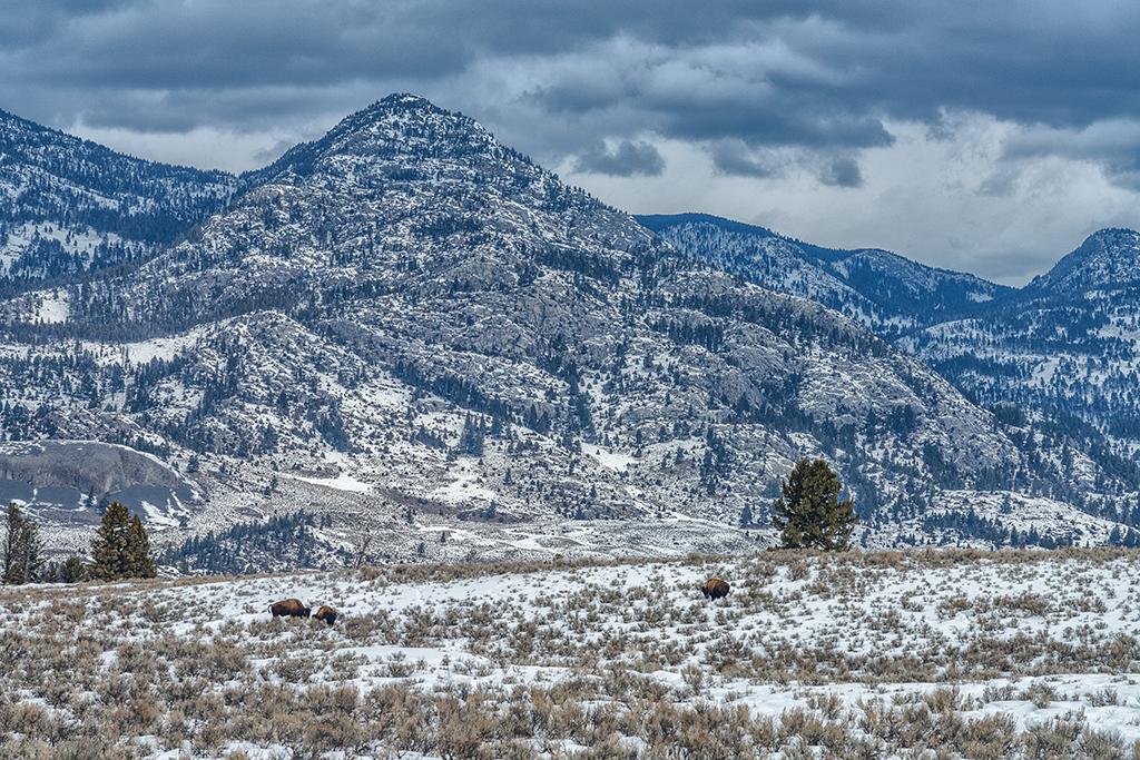 Several bison grazing on the snow-dusted landscape, wtih tall, rugged mountains in the background in Yellowstone National Park