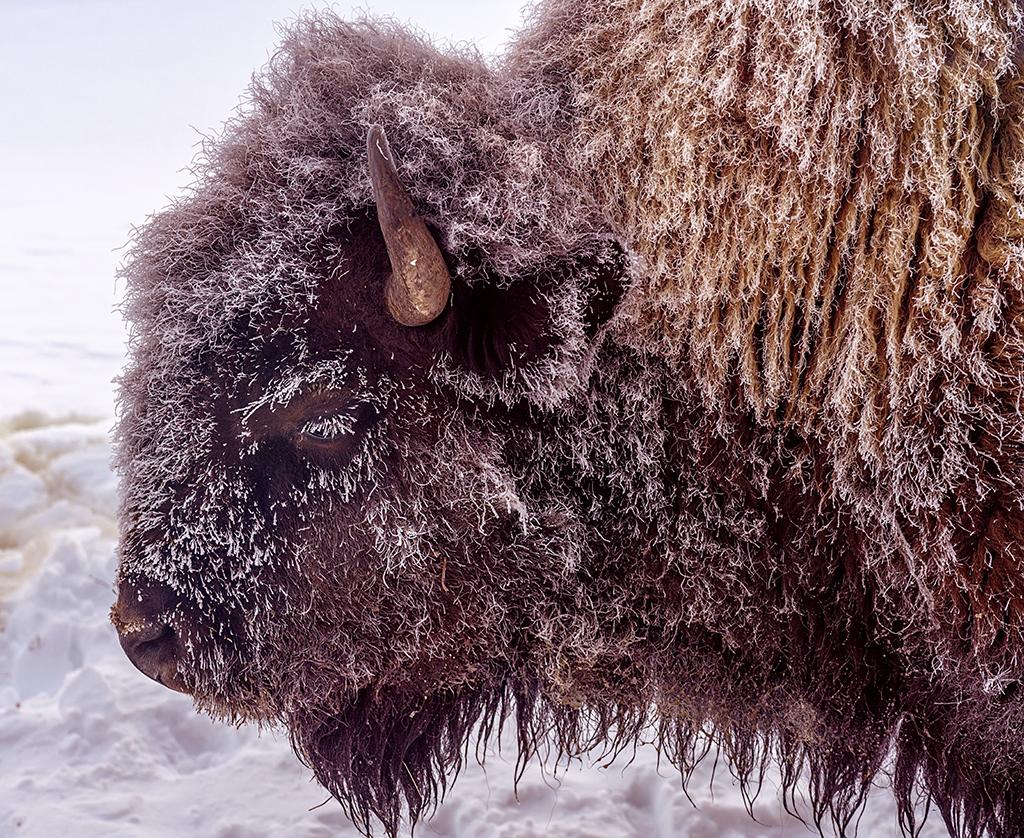 A close-up profile portrait of a bison with frost on its face and eyelashes and fur, Yellowstone National Park