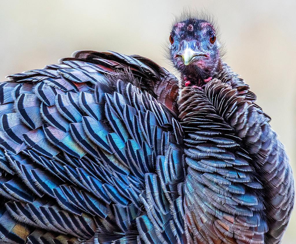 A somewhat indignant-looking wild turkey with brightly-colored feathers looking directly at the camera, Zion National Park