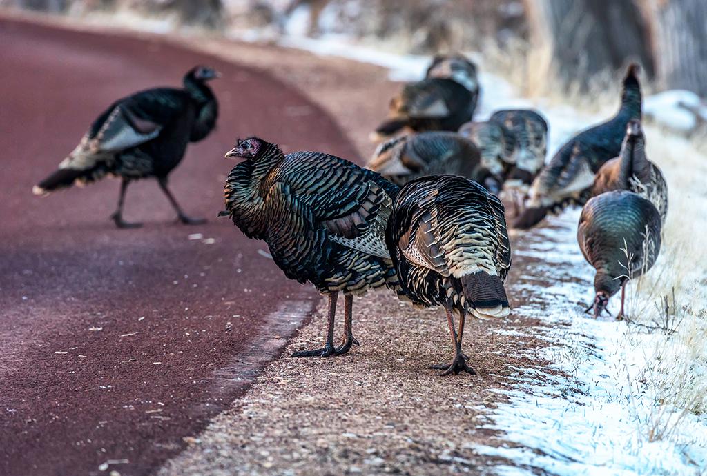 A flock, or rafter, of wild turkeys wait for a car to pass before crossing the road in Zion National Park, in Utah