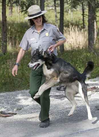 Jen Raffaeli "hopping" one of Denali's sled dogs back to its kennel slot after a sled dog demonstration.