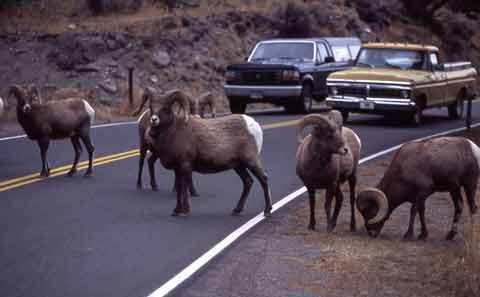 Bighorn sheep on road.