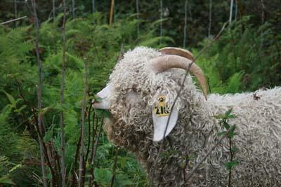 Goat from the Baatany project