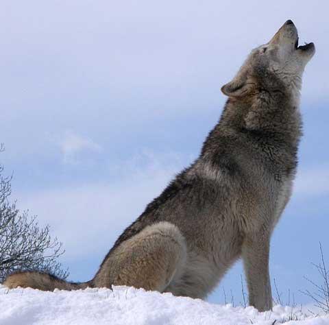 Wolf howling.