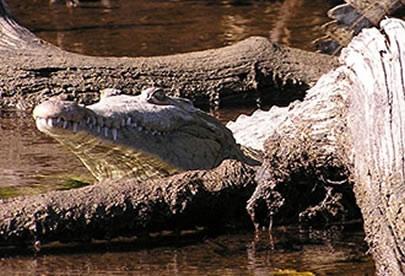 Marking 'Endangered Species Day' In the National Park System | National Parks Traveler Marking 'Endangered Species Day' In the National Park System | National Parks Traveler