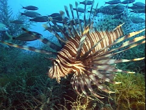 national biscayne park lionfish invasives creature often feature come sea 2009 invasive 7th repanshek 00am kurt september