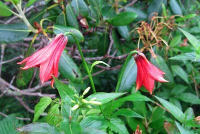 Gray's Lily on the MST on the Blue Ridge Parkway
