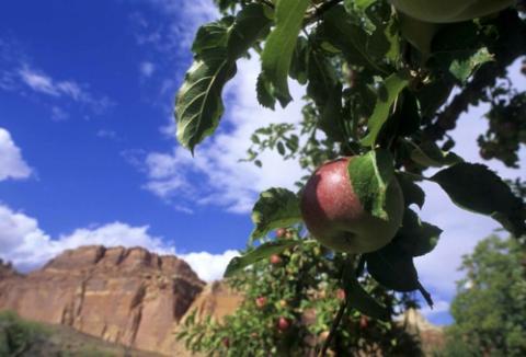 Fruita, Capitol Reef National Park, copyright Patrick Cone.