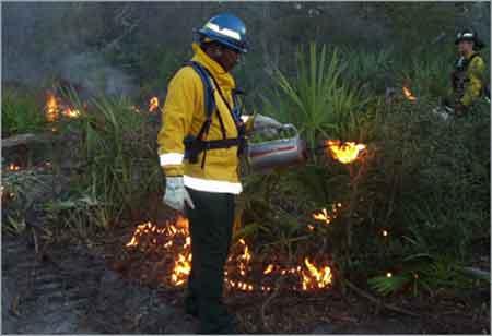 Firefighter with drip torch.