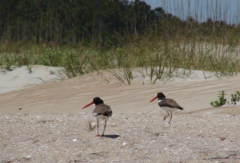CAHA-Oystercatchers.jpg