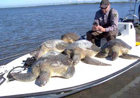 Ranger with rescued sea turtles.
