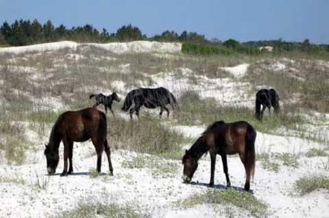 Wild horses at Cumberland Island