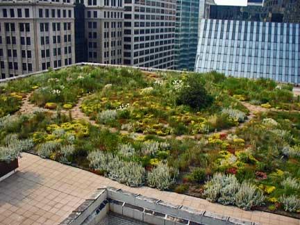 Green roof atop Chicago City Hall