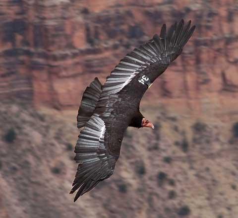 Condor soaring at Grand Canyon.