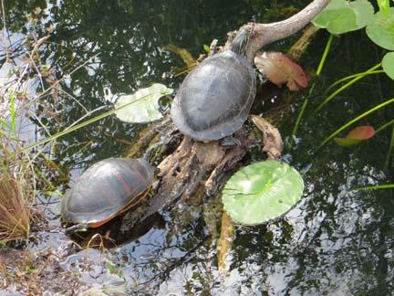 turtles in the Everglades