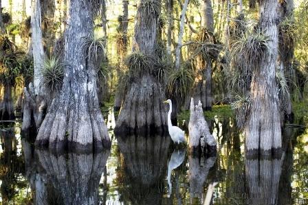 Everglades National Park, Rodney Cammauf photo.