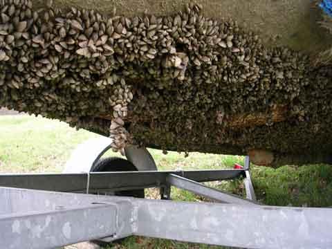 Zebra mussels on bottom of boat.