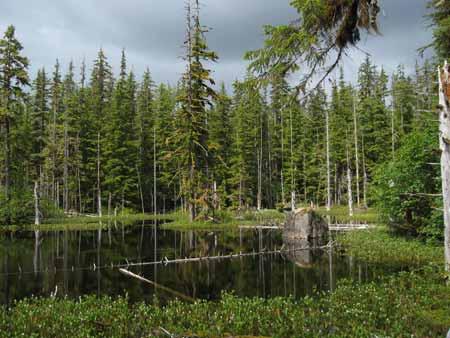 Forest and pond